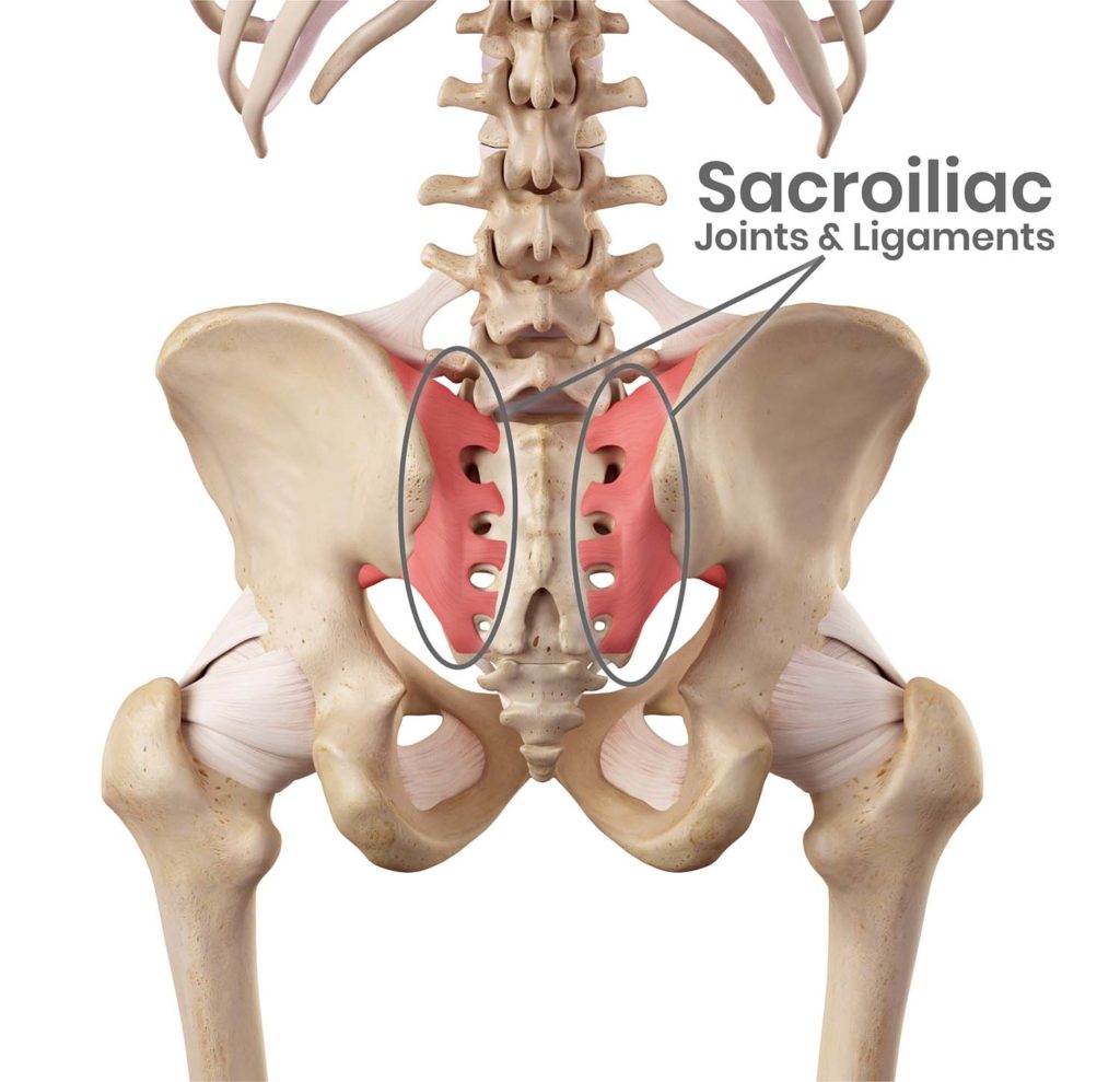 Sacroiliac joints and ligaments