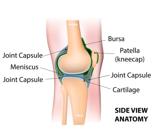 Knee-Pain-Anatomy-Side-View Knee pain capsule anatomy Oklahoma