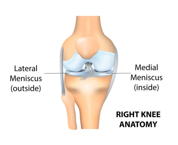 Knee pain meniscus anatomy