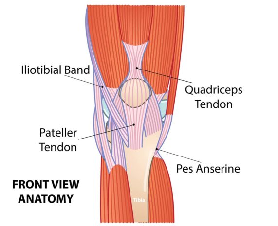 Knee pain tendon anatomy Oklahoma